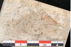 Foto (Detailansicht) von Quercus palaeoilex Ettingshausen (NHMW-GEO-2024-0188-8108)